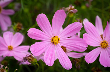 Obraz premium Cosmos bipinnatus, commonly called the garden cosmos or Mexican aster, is a medium-sized flowering herbaceous plant native to the Americas.