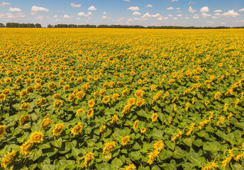 Sunflowers in a sunflower field.