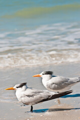 top, front view of a pair of royal terns standing on a tropical shoreline, facing the wind on a sandy beach on gulf of Mexico, on sunny morning