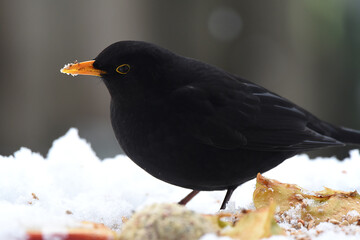 Amsel im Winter