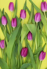 Obraz premium flat lay of pink tulips on yellow background, top view