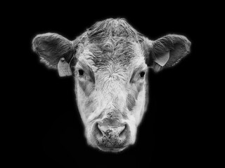 black and white cow
