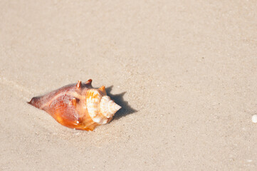 Fototapeta na wymiar top view of a live Welk in shell moving over a wet sandy beach on gulf of Mexico on sunny morning