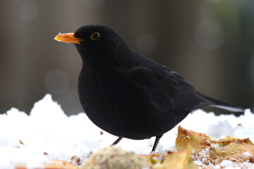 Amsel im Winter