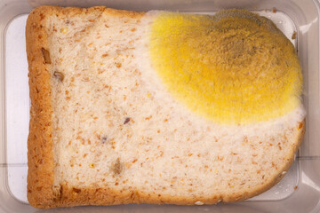 The Yellow Molded on expired Bread.