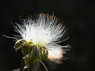 Flower a dandelion