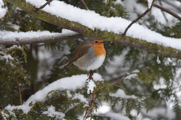 Rotkehlchen im Schnee