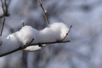 Neuschnee in Ästen