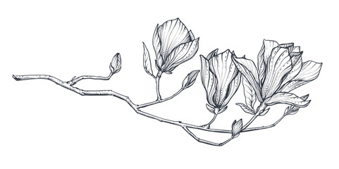 Hand drawn vector magnolia branch. Beautiful romantic elegant floral element. © natality