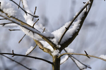 Neuschnee in Ästen