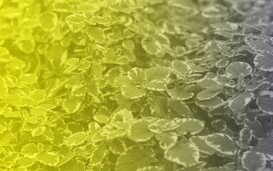 Background of plectranthus amboinicus mint with trendy pantone colors (illuminating yelllow and ultimate gray)