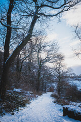 Throckley Dene (woodlands) in west Newcastle after heavy snowfall