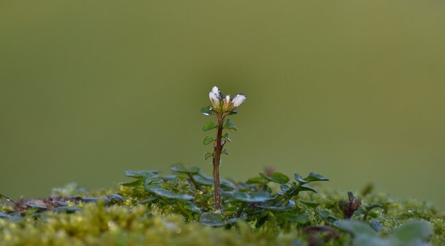 Petite fleur naissante