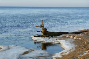 tree on the beach