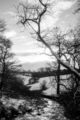 Throckley Dene (woodlands) in west Newcastle after heavy snowfall in black and white