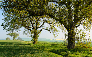 Trees line agricultural landscape in spring in the Wolds, Yorkshire, UK.