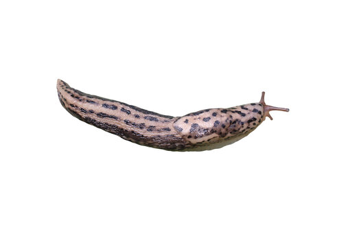 Ein isolierter Tigerschnegel