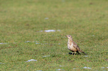 Song Thursh bird, Turdus philomelos