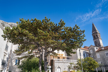The guiet corner of old Perast, View with pine tree and lemon tree.