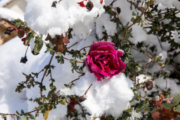 Winter morning snow covered pink rose bush in the park of the city of Athens, Greece, 17th of...