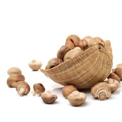 Shiitake mushroom on the White background 