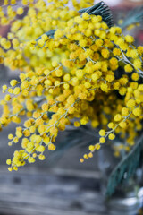 Floral background: a branch of Mimosa on the natural wooden background, copyspace for your text: mockup, background for greetings on mother's day, international women's day, soft focus