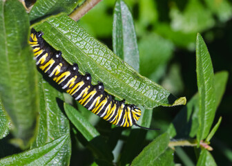 Monarch caterpillar (Danaus plexippus) feeding on a milkweed leaf.  Closeup. Copy space.