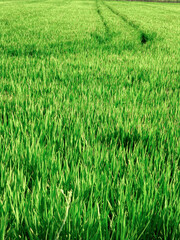 Rice paddy. Rice crops in the Albufera of Valencia, Spain.