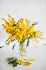 branch of Mimosa in a glass vase on the window on white background, greeting card, mockup, background for greetings on mother's day, international women's day, soft focus
