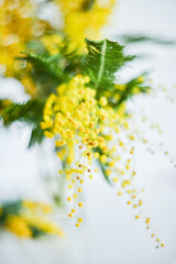 Floral background: a branch of Mimosa on a light background, copyspace for your text: greeting card, blank, mockup, background for greetings on mother's day, international women's day, Spring concept