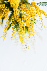 Floral background: a branch of Mimosa on a light background, copyspace for your text: greeting card, blank, mockup, background for greetings on mother's day, international women's day, Spring concept