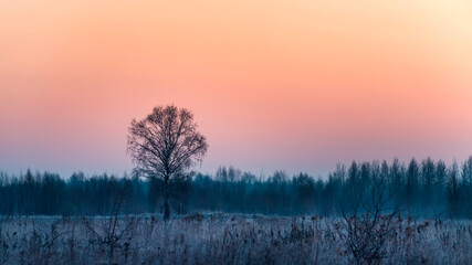 Lonely birch in a field at sunrise in the rays of the rising sun in spring. Relaxation landscape.