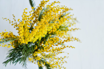 branch of a Mimosa on a light background, copyspace for your text: greeting card, blank, mockup, background for greetings on mother's day, international women's day