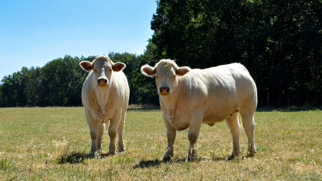 herd of charolais cow in the countryside
