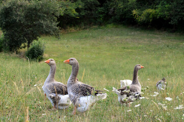 Rural scenery with a group of geese (or goose) in a meadow.