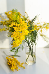 Mimosa branch in a glass on the window