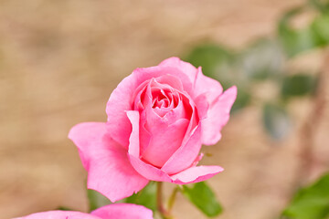 Coral rose flower in roses garden. Top view.