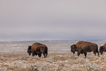 Bison bulls in Winter in Northern Arizona