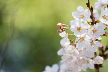 cherry blossom in spring