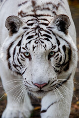 Fototapeta na wymiar Portrait of a lazy White Tiger