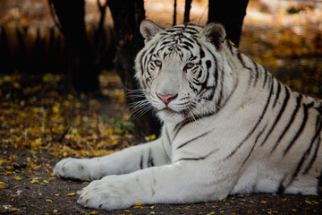 Portrait of a lazy White Tiger