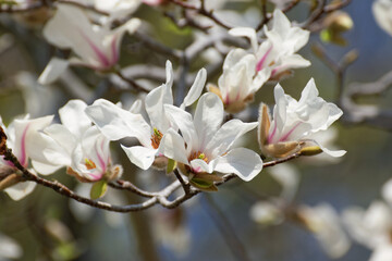 blooming Kobushi magnolia tree in spring
