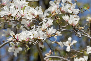 blooming Kobushi magnolia tree in spring