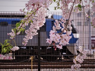桜の花と機関車