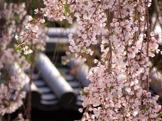 京都のお寺と桜