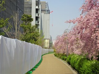 桜の小道