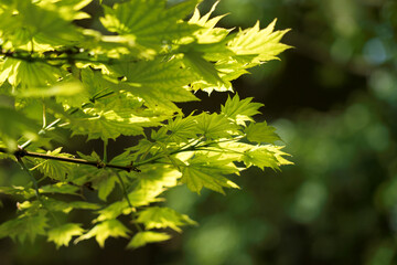Fototapeta na wymiar Green Leaves on a Tree Branch 