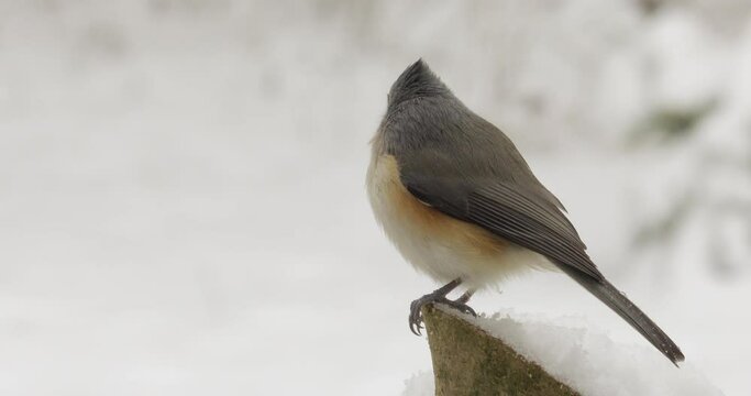 Tufted titmouse in snow chased off by blue jay