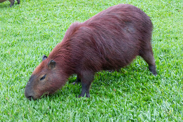 Capivara