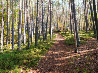 Fototapeta premium Footpath at colorful autumn deciduous beech tree and spruce tree forest ground covered with fallen leaves, sunny day